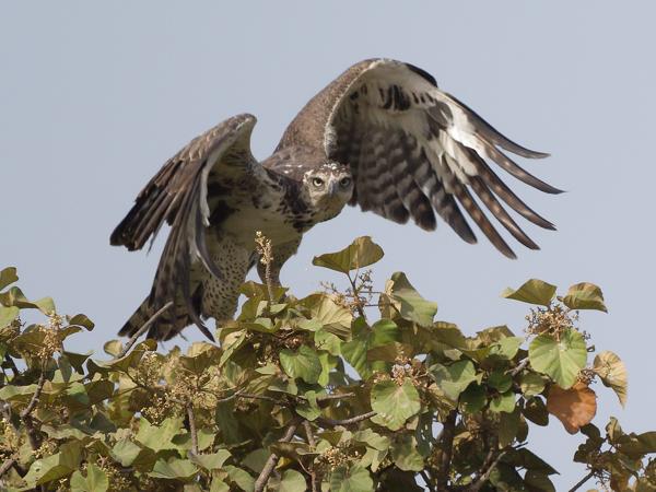 <h3><a href="/trips/gambia/biota/animalia/chordata/aves/017 accipitriformes/004 accipitridae/polemaetus bellicosus/polemaetus bellicosus-nl.html">Polemaetus&nbsp;bellicosus</a> / Martial&nbsp;eagle / Vechtarend</h3>OM-1 Mark II met OLYMPUS M.150-400mm F4.5 TC, 1/2000 sec  bij F5.6, ISO 400, afstand 65.4&nbsp;m